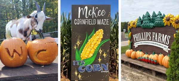 Best family-friendly pumpkin patches near Raleigh and around the Triangle NC
